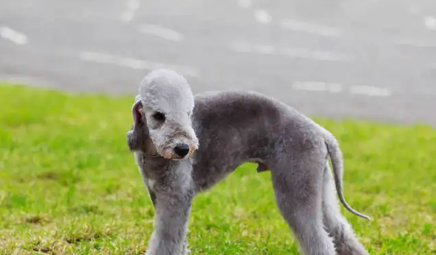 贝灵顿犬为什么禁养?这个原因有必要知道