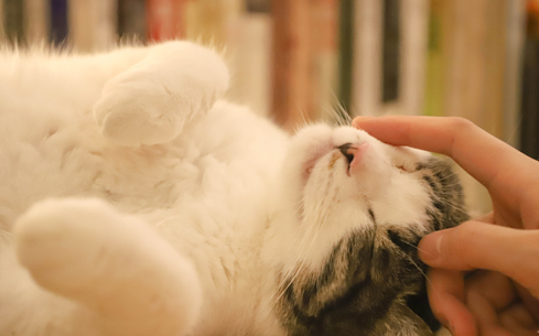 猫咪能有多耐寒，看这里
