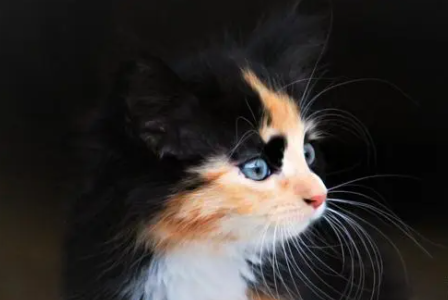 猫咪怕蚊香吗为什么