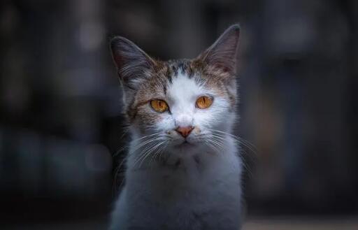 猫拉尿很黄是什么原因引起的 猫拉尿很黄是什么原因引起的