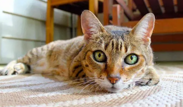 猫可以喝纯牛奶吗