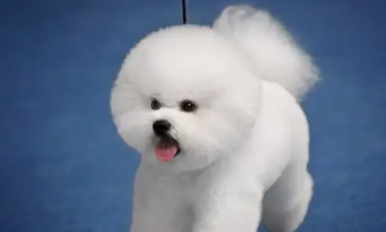 比熊犬能长多大多高?各位铲屎管快来看 比熊犬能长多大多高?各位铲屎管快来看