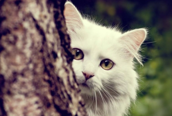 猫咪不爱洗澡怎么办啊 猫咪不爱洗澡怎么办啊