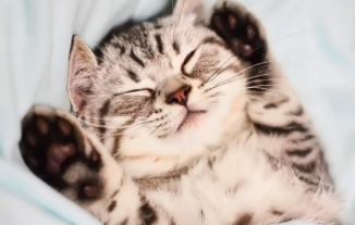 猫不吃东西四肢瘫软站不起来?速来看原因! 猫不吃东西四肢瘫软站不起来?速来看原因!