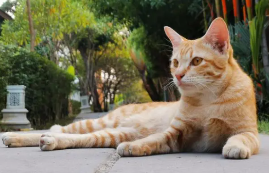 猫咪异食癖吃什么微量元素好 猫咪异食癖吃什么微量元素好