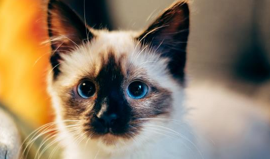 猫打的消炎针是什么药水