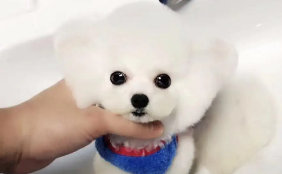 比熊犬和博美的区别,感兴趣的朋友可以了解一下