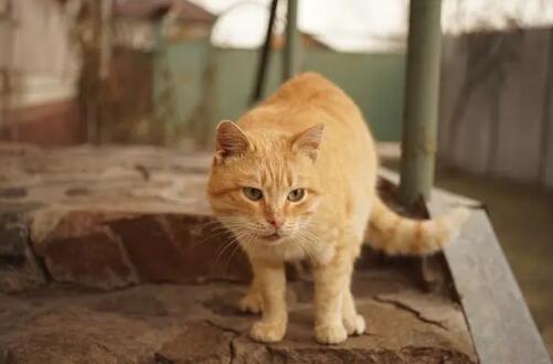 怎样才能不让猫咪掉毛呢 怎样才能不让猫咪掉毛呢