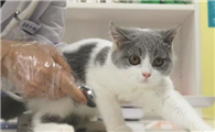 猫做绝育必须做生化检查吗