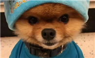 金毛犬肚子大怎么回事啊
