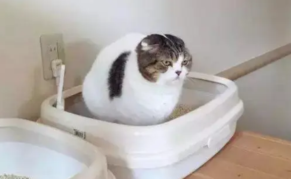 猫咪软便和拉稀的区别是什么?一文教你分辨 猫咪软便和拉稀的区别是什么?一文教你分辨