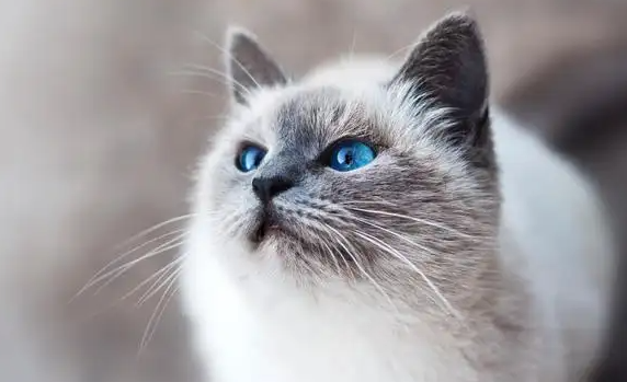 母猫绝育纱布要贴几天才好