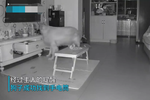 主人下班回家天色已晚,隔空喊话家中狗子接自己 主人下班回家天色已晚,隔空喊话家中狗子接自己