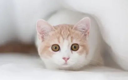 小猫多大可以洗澡 小猫多大可以洗澡