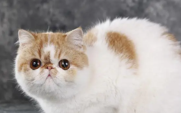 宠物猫怎样洗澡最好 宠物猫怎样洗澡最好