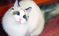 布偶猫眼睛颜色等级