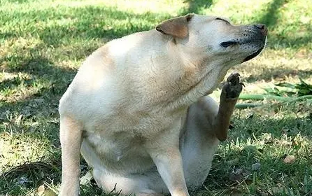 狗身上有跳蚤有什么症状