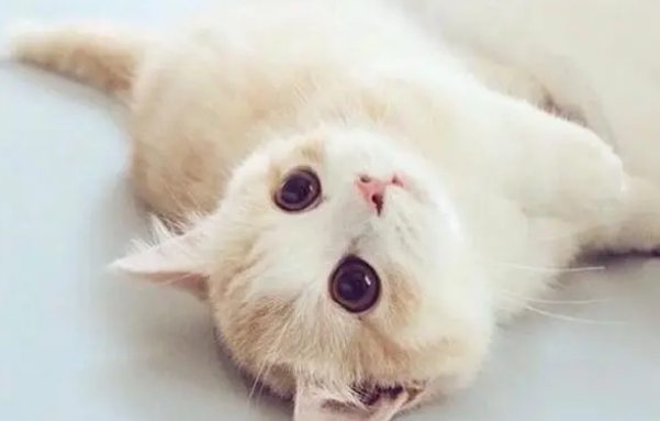 猫可以喝粥吃饭吗 猫可以喝粥吃饭吗