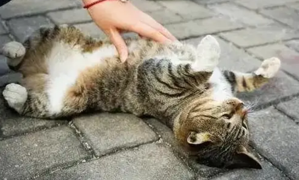 猫咪不做绝育会怎样?这几种后果需知悉 猫咪不做绝育会怎样?这几种后果需知悉