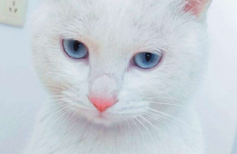 猫绝育后护理吃什么好