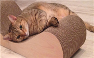 养猫需要准备什么