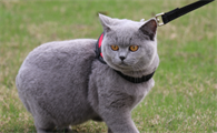 英短蓝猫会认主人吗？不清楚的赶紧看看！