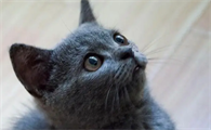 英短蓝猫的优缺点