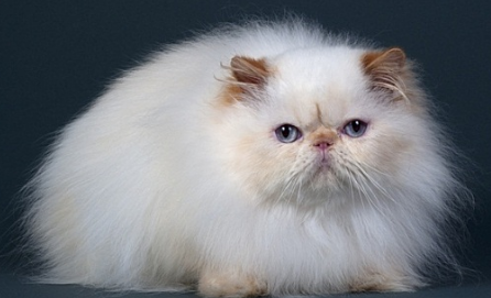 猫结痂掉毛怎么处理