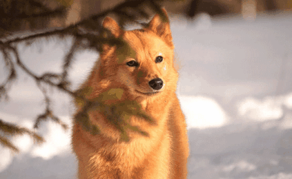 芬兰狐狸犬生存年限,你晓得吗?