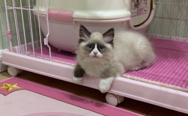 养布偶猫的好处和坏处
