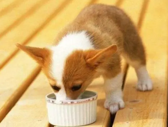 狗狗吃撑了肚子特别大怎么办