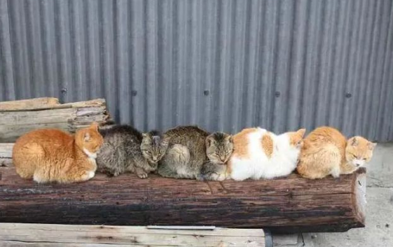 猫:听说你在外面到处造谣说我死了?? 猫:听说你在外面到处造谣说我死了??