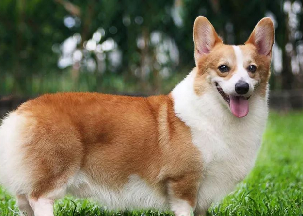怎样训练柯基犬大小便 怎样训练柯基犬大小便