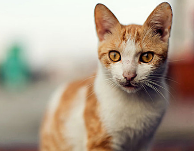 猫咪后腿无力走路不稳是什么原因