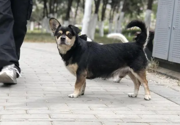 狗吃了驱虫药多久拉虫子 狗吃了驱虫药多久拉虫子