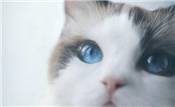 猫砂一般多久换一次