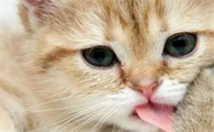 猫咪可以喝酸奶吗