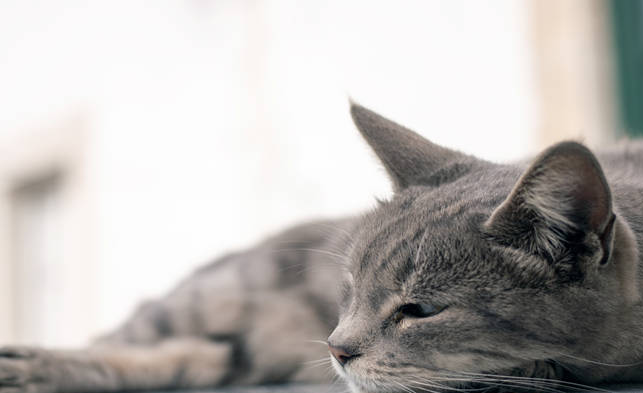 猫咪临产前分泌物是什么样的