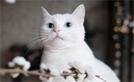母猫藏猫是什么情况