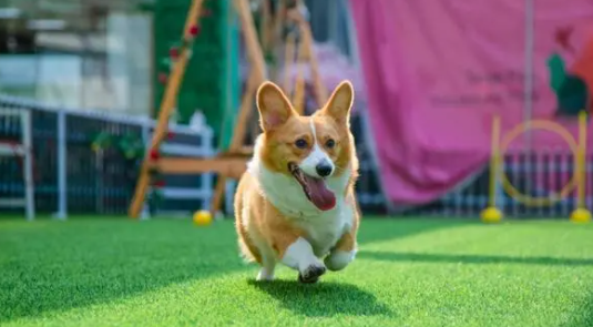 狗狗弓形虫病的症状有哪些 狗狗弓形虫病的症状有哪些