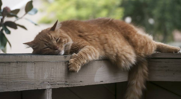 Cankeys看奇:你真的不好奇猫猫眼中的世界吗? Cankeys看奇:你真的不好奇猫猫眼中的世界吗?