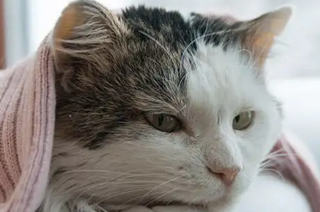 猫咪难产怎么帮着助产？一起来看看吧！