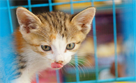 猫咪吃鸡蛋的好处