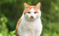 猫咪黑下巴能抠下来吗