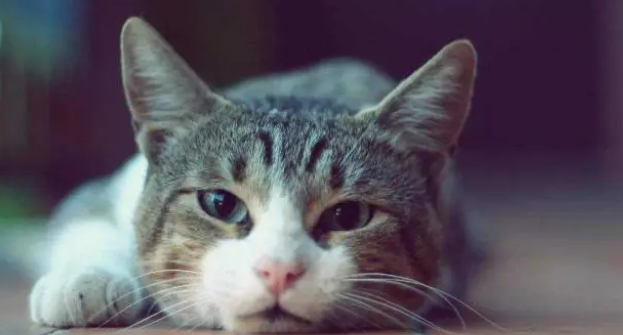 怀孕猫呼吸急促正常吗？
