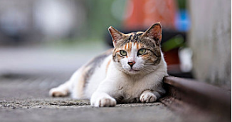 夏天猫咪耳朵热正常吗