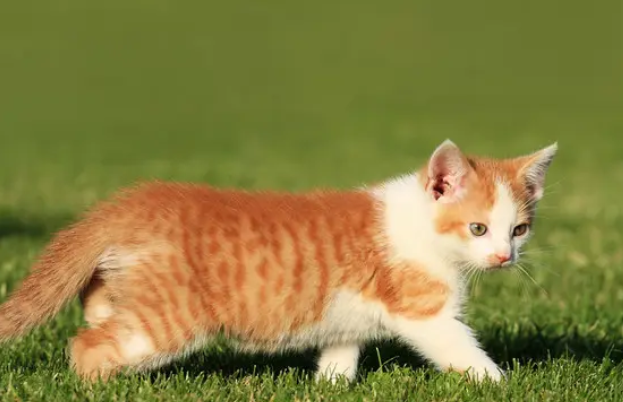 猫咪下巴黑黑的结痂怎么回事 猫咪下巴黑黑的结痂怎么回事