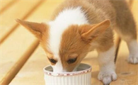 狗狗下崽后吃什么比较好