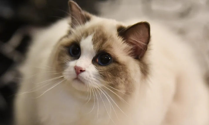 世界上唯一喜欢游泳的猫,你知道是什么吗 世界上唯一喜欢游泳的猫,你知道是什么吗