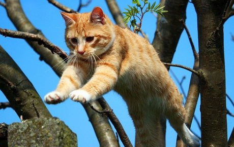 小猫身上有虱子怎么办